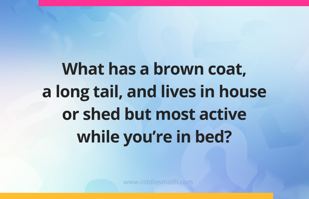 What has a brown coat, a long tail, and lives in house or shed but most active while you're in bed?