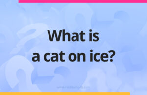 What is a cat on ice?