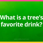 What is a tree's favorite drink?