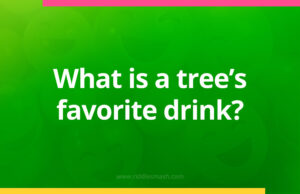 What is a tree's favorite drink?