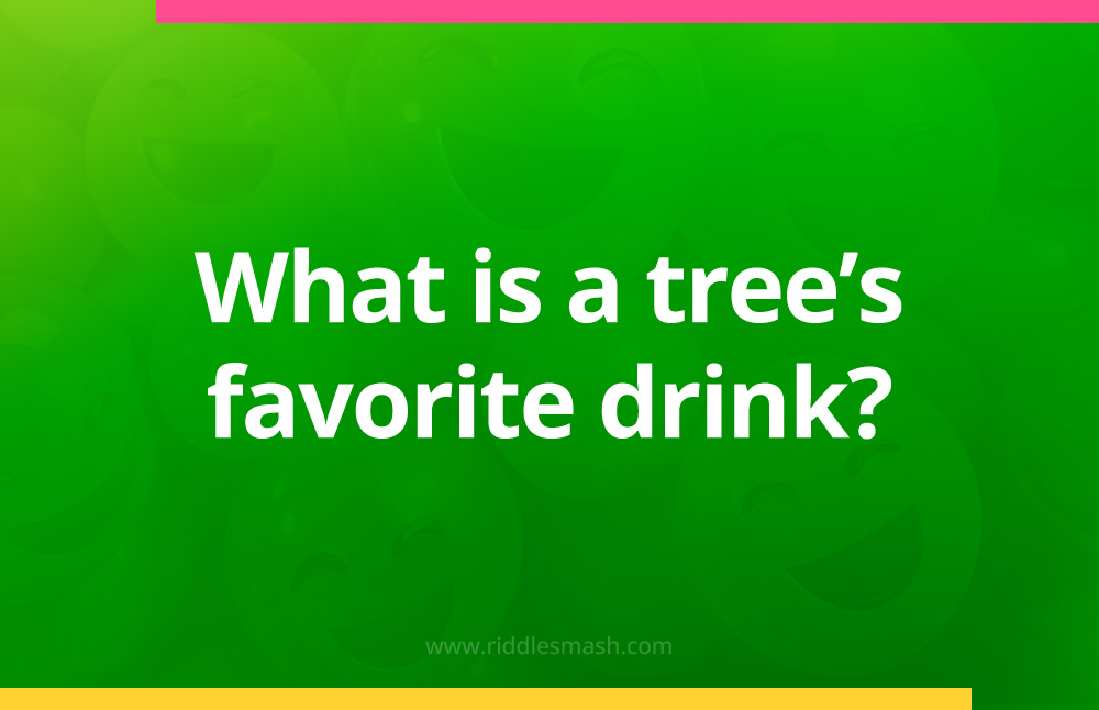 What is a tree's favorite drink?