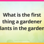 What is the first thing a gardener plants in the garden?