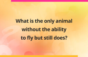 What is the only animal without the ability to fly but still does?