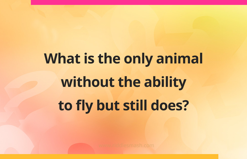 What is the only animal without the ability to fly but still does?