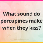 What sound do porcupines make when they kiss?