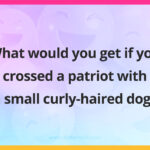 What would you get if you crossed a patriot with a small curly-haired dog?