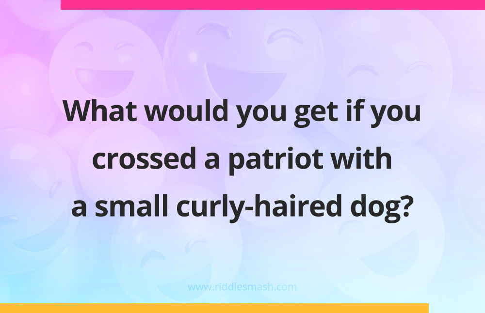 What would you get if you crossed a patriot with a small curly-haired dog?
