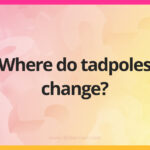 Where do tadpoles change?