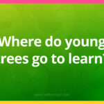 Where do young trees go to learn?