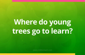 Where do young trees go to learn?