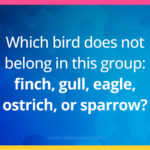 Which bird does not belong in this group: finch, gull, eagle, ostrich, or sparrow?