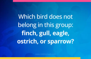 Which bird does not belong in this group: finch, gull, eagle, ostrich, or sparrow?