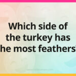 Which side of the turkey has the most feathers?
