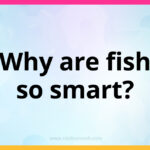 Why are fish so smart?