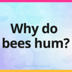 Why do bees hum?