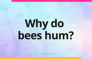 Why do bees hum?