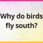 Why do birds fly south?