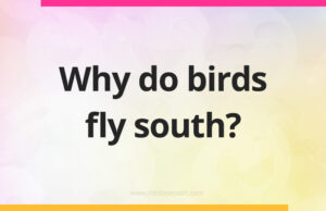 Why do birds fly south?