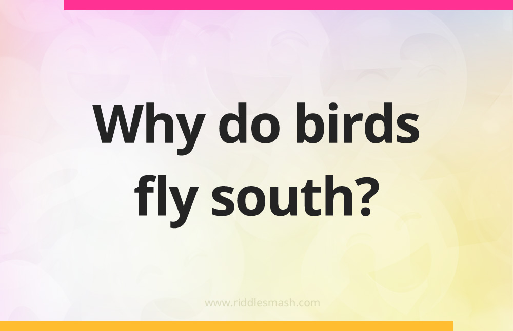 Why do birds fly south?