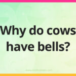 Why do cows have bells?