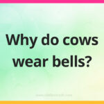 Why do cows wear bells?