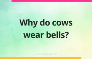 Why do cows wear bells?