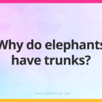 Why do elephants have trunks?