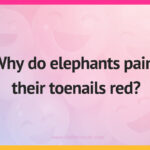 Why do elephants paint their toenails red?
