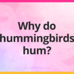 Why do hummingbirds hum?