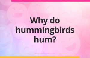 Why do hummingbirds hum?