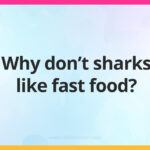 Why don't sharks like fast food?