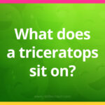 What does a triceratops sit on?