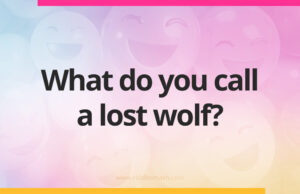 What do you call a lost wolf?