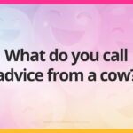 What do you call advice from a cow?