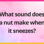What sound does a nut make when it sneezes?
