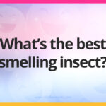 What’s the best smelling insect?