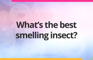 What’s the best smelling insect?